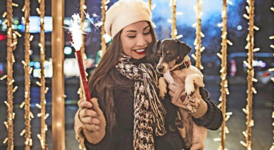 1734263262 Bereiten Sie Ihren Hund oder Ihre Katze jetzt auf das