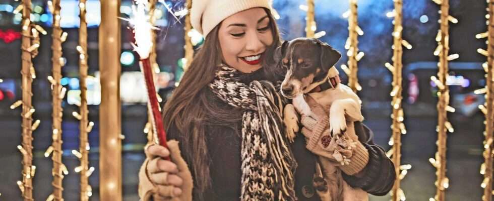 1734263262 Bereiten Sie Ihren Hund oder Ihre Katze jetzt auf das