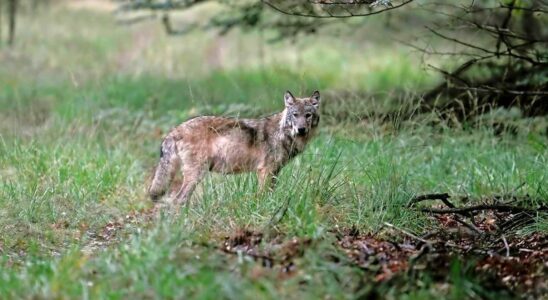 1734462251 Schafzuchter erhalt Warnung Tiere nicht ausreichend vor Wolf geschutzt