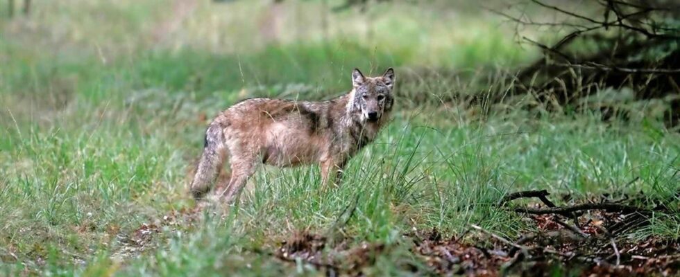 1734462251 Schafzuchter erhalt Warnung Tiere nicht ausreichend vor Wolf geschutzt