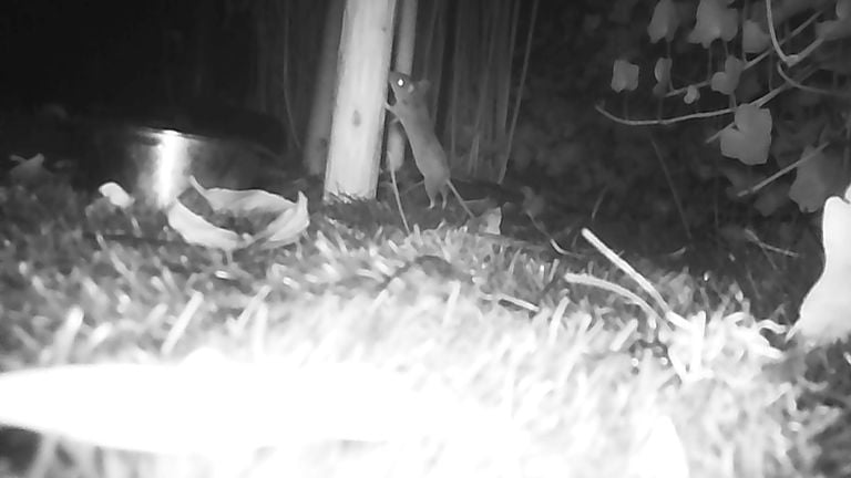 House mouse appears on camera image of a wildlife camera, photo René Elberse