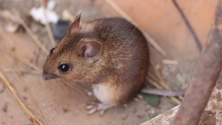 A house mouse (photo: Pixabay/Roland Steinmann).