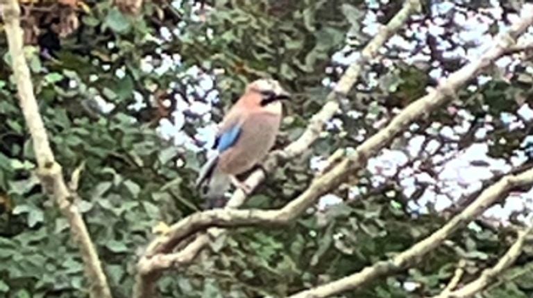 A jay (photo: Marcel Tiels)