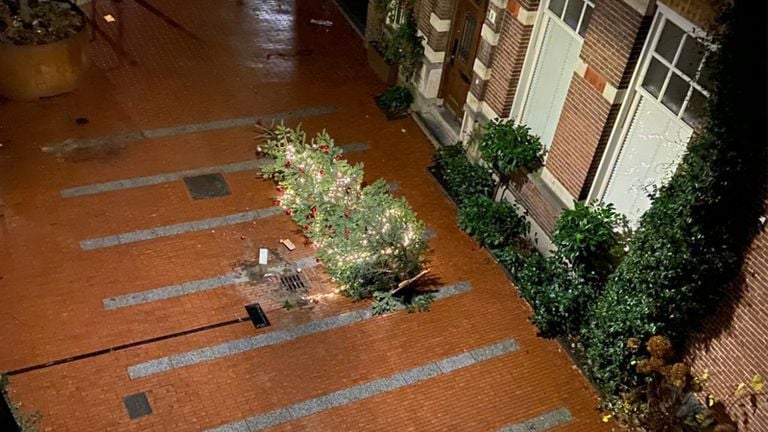 A sad sight, the switch tree on the ground (photo: Maurice Koch).