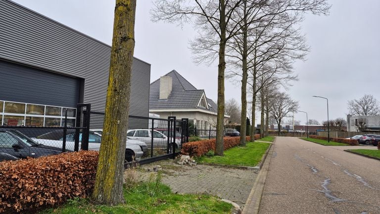 This entire row of trees has been poisoned and is being cut down (photo: Collin Beijk)