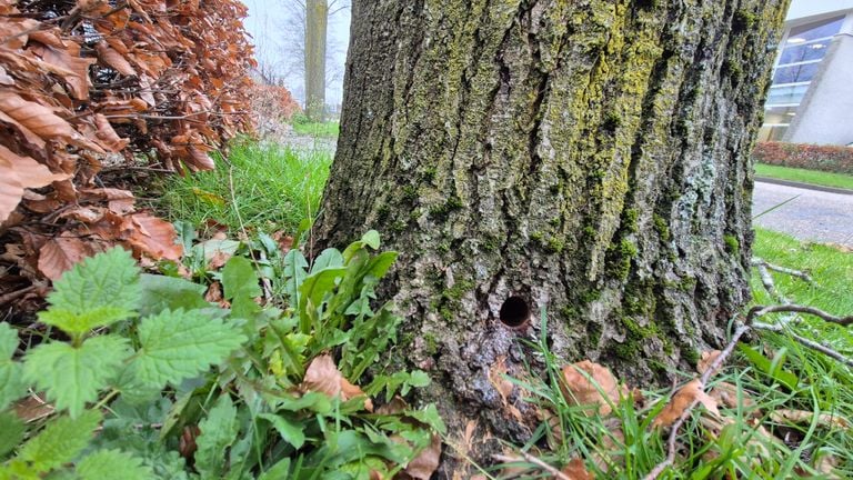 A hole the size of a euro coin has been drilled at the bottom of the trunk to throw poison in (photo: Collin Beijk).