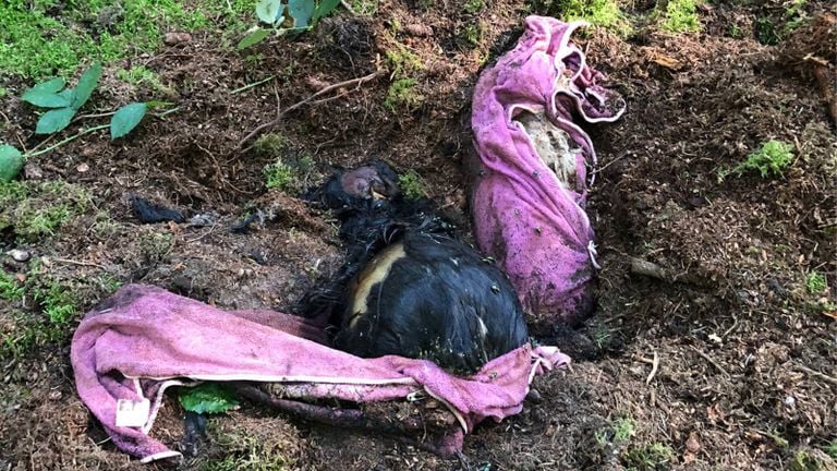 The dogs were buried very shallow (photo: Animal Ambulance Brabant Noord-Oost).