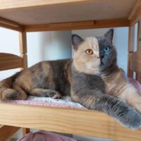 Queen Domiino cat split coat