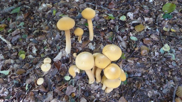 Seen mushrooms in a forest area, but never seen this species before. Mushrooms of the golden hat fungus, photo Marijke Saedt 