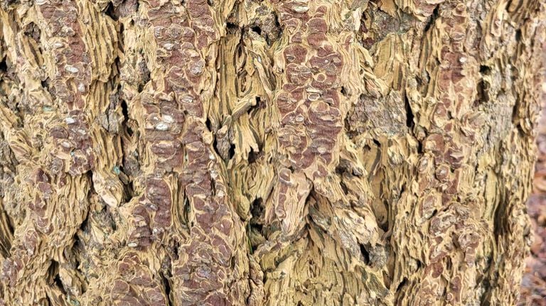 The beautiful bark of the Douglas fir (photo: Frans Kapteijns).