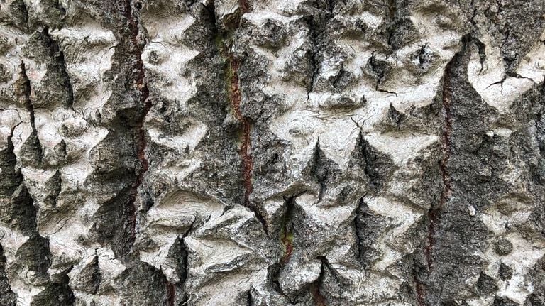 The beautiful pattern of the Douglas fir (photo: Frans Kapteijns).