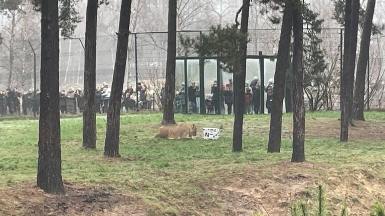 After much hesitation, the other lions also start preparing Christmas dinner