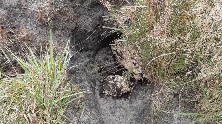 Joop discovered an excavated hole (photo: Joop Klomp).
