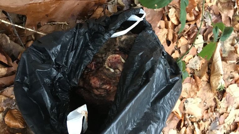 A piece of calf in a garbage bag (Photo: Wandelaar)