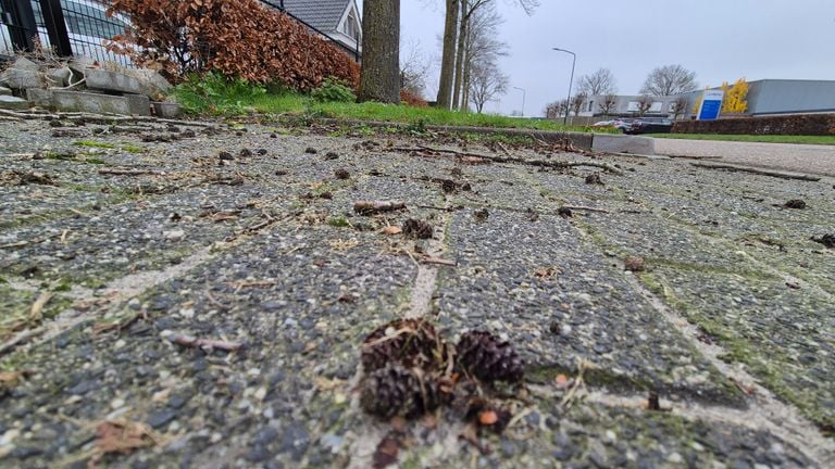 The alder clumps that Richard hates are everywhere around the trees (photo: Omroep Brabant).