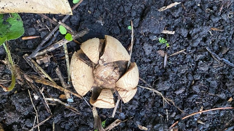 This is also a collared earthstar (photo: Frans Kapteijns). 