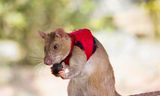 Rats fight the illegal trade in flora and fauna