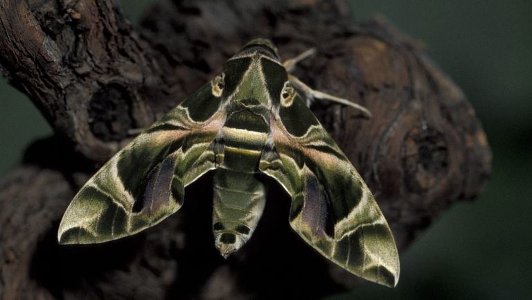 The oleander pintail (photo: Butterfly Foundation).