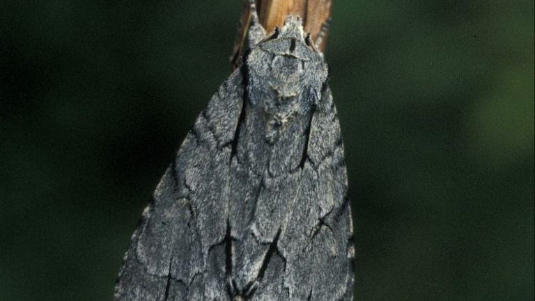 The psi owl (photo: Butterfly Foundation).