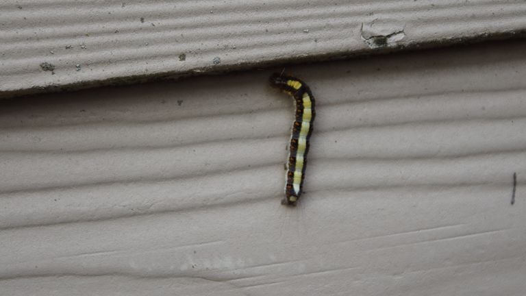 Caterpillar of a psi-owl (photo: Tiny van de Sande).