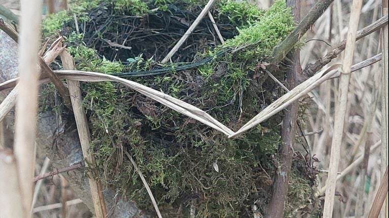 The nest of a robin (photo: Sjef Eldering).