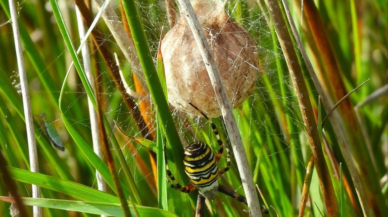 Wasp spider with a cocoon (photo: André van Drunen).