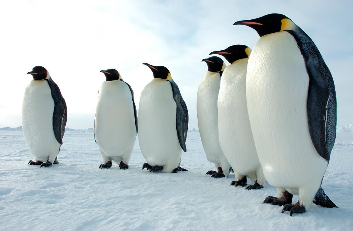 pinguino emperador
