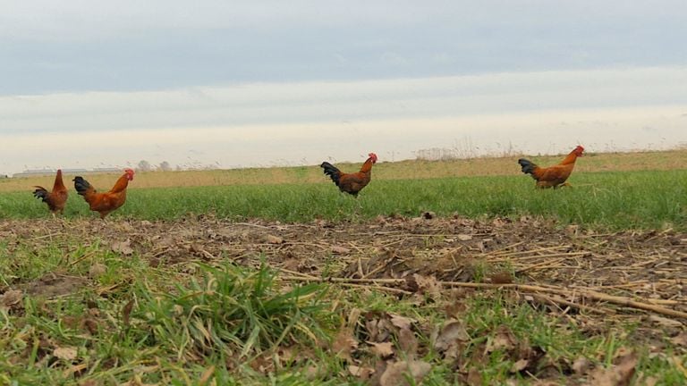 Dumped roosters on the run in the polder 
