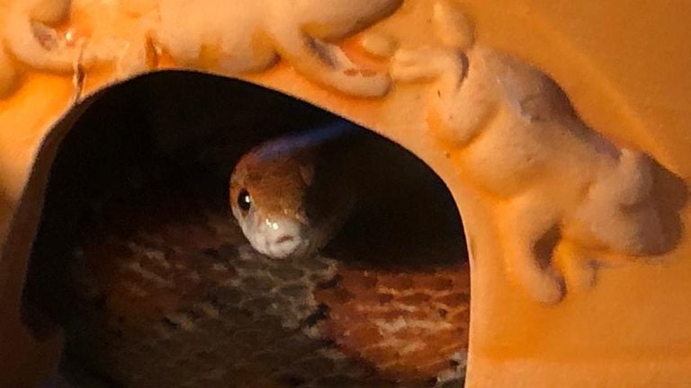 The dumped snake (photo: East Brabant Animal Police).