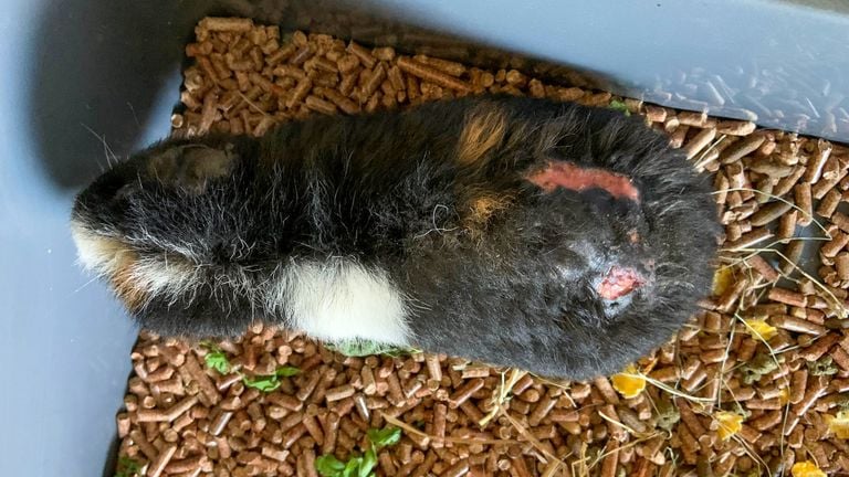 Dumped guinea pigs in poor condition. 