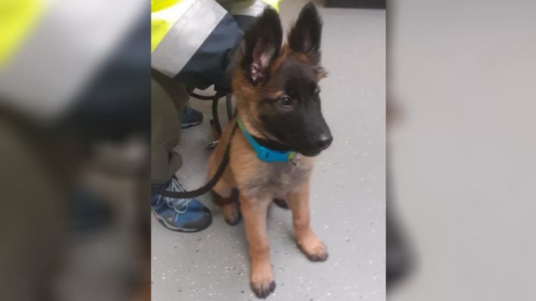 The 'found' puppy (photo: Animal Ambulance Brabant Noord-Oost)