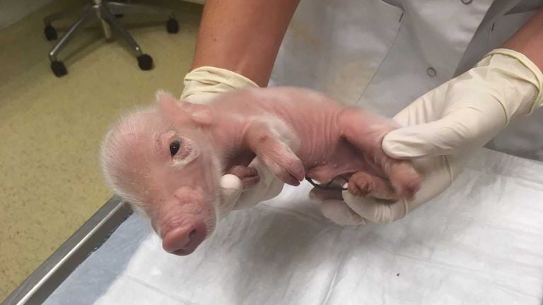The dumped piglet. (Photo: Jan de Wit)
