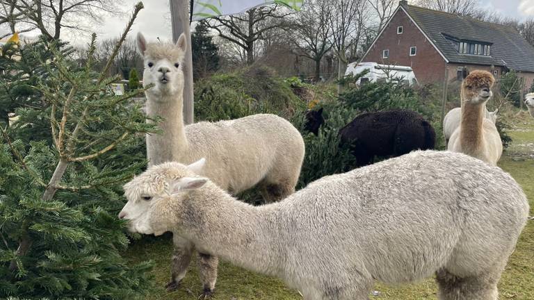 Omroep Brabant