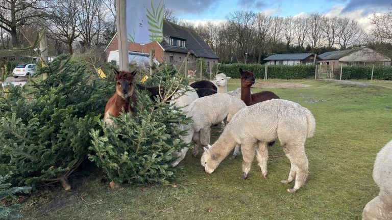 The alpacas like to walk through the coniferous trees to scratch themselves (photo: Imke van de Laar).
