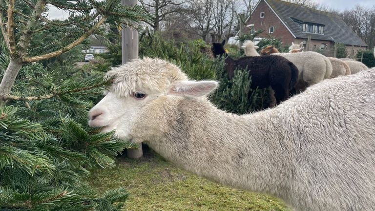 This alpaca enjoys an old Christmas tree (photo: Imke van de Laar).