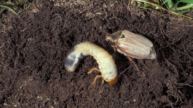 The grub and cockchafer are tasty snacks for many birds (photo: Saxifraga Frits Bink) 