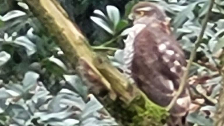 The young sparrowhawk after attacking a mouse (photo: Julie Roggen)