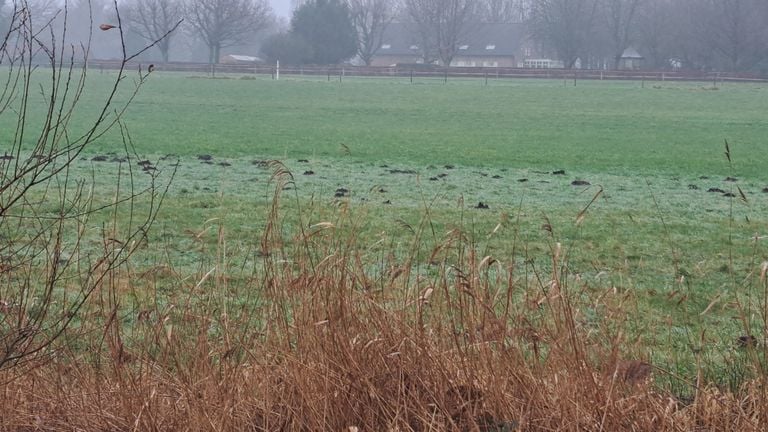 Molehills in the light strip of meadow (photo: Francine van den Broek).