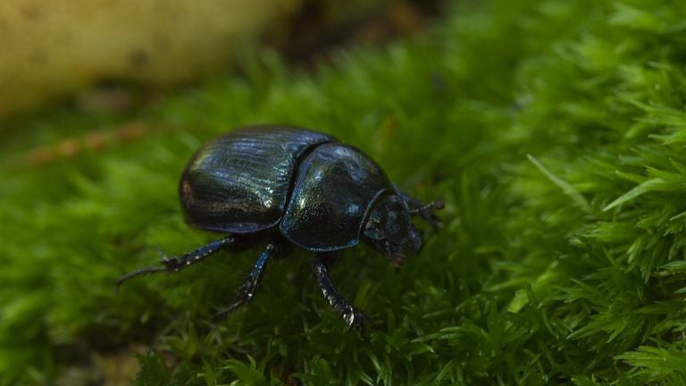A common dung beetle (photo: Saxifraga/Jan Nijendijk).