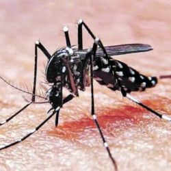 Dengue | Photo: CEDOC