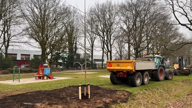The tree now stands out on Baronielaan (photo: Henri Lanters).
