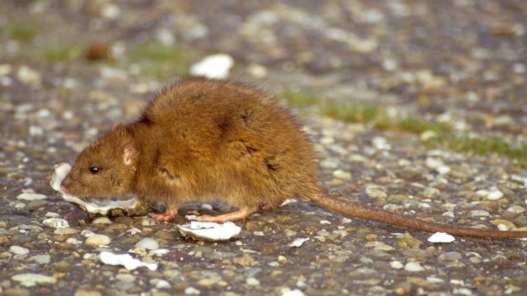 A brown rat has thicker droppings than a mouse.