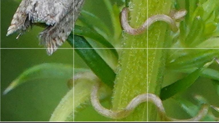 Frans thinks these are nematodes (photo: Willeke van Delft).