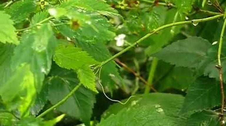 These horsehairworms manipulate brains of grasshopes and crickets.