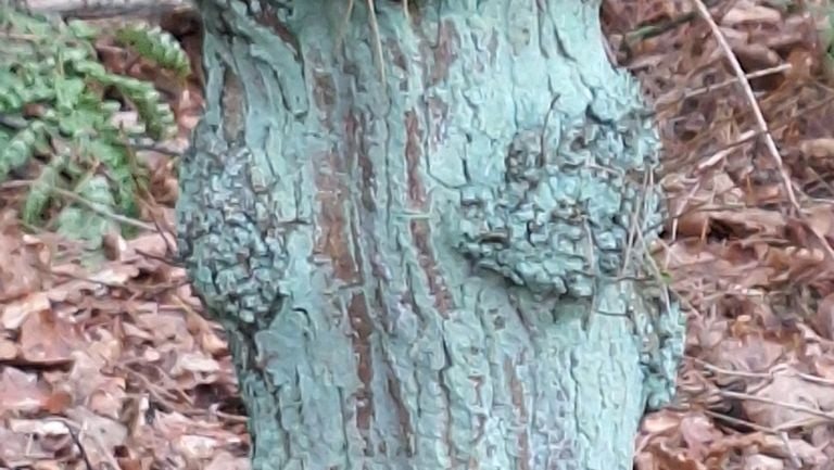 What is this green on this tree? (Photo: Marja van de Hurk).