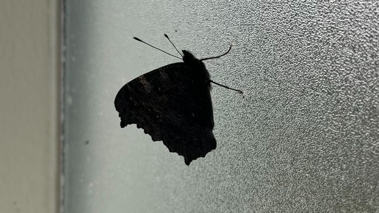 This is a wintering daily pauwoog (photo: Rikie van Kuppenveld).