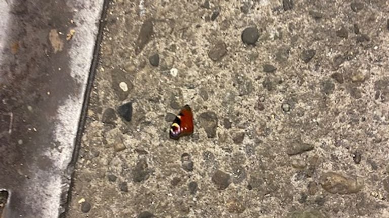 In a shed lay pieces of wings of daily pauw eyes (photo: Coen Geensen).