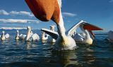 Dalmatian pelicans in Lake Kerkini in northern Greece. The Netherlands has not been suitable for large, iconic swamp species for centuries.