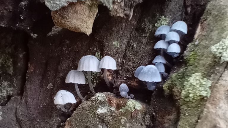 These beautiful mushrooms are called blue -gray Schorsmycena (photo: Margot Reijnder).