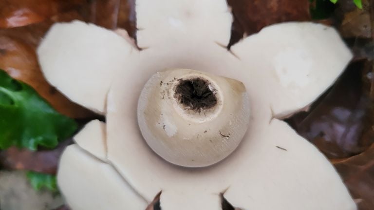 Found under a laurel bush, a collared earthstar (photo: Kees Smulders). 